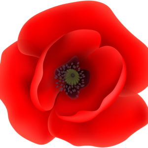 red poppy flower PNG image