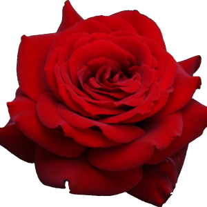 Red rose png image, free picture download