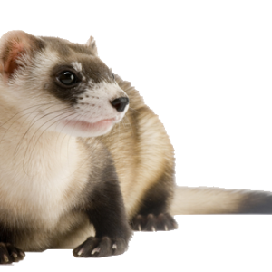 Ferret PNG