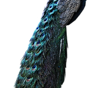 Peacock PNG