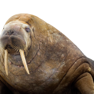 Walrus PNG image head