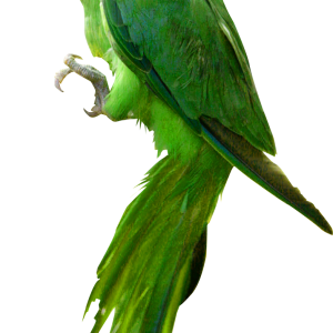 Parrot PNG image