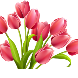 Tulip PNG image
