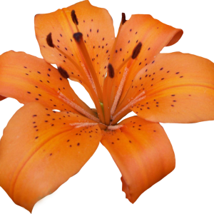 Lilium PNG