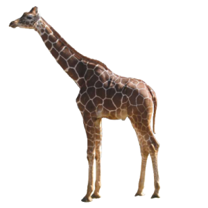 Giraffe PNG