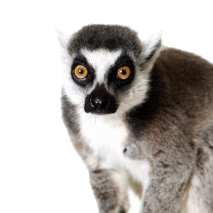 Lemur PNG