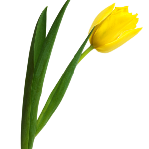 Yellow tulip PNG image