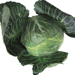 Cabbage PNG