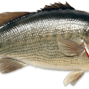 Fish PNG