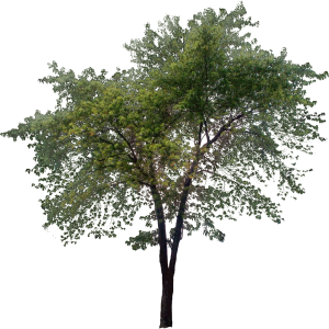 tree PNG