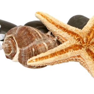 Starfish PNG