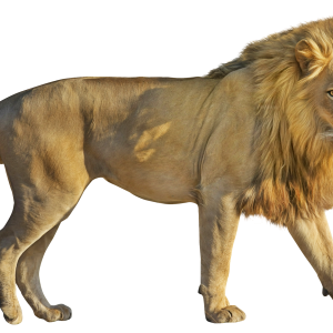Lion PNG