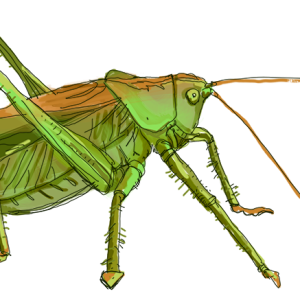Grasshopper PNG