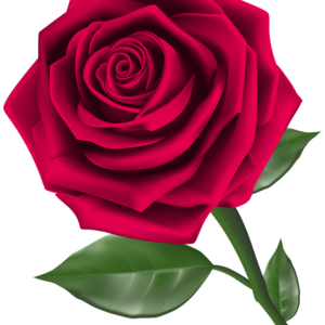 Rose PNG