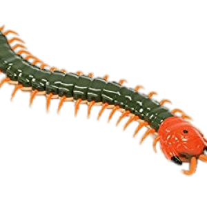 Centipede PNG