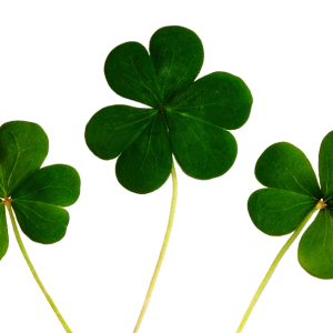 Shamrock PNG
