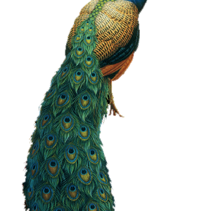 Peacock PNG