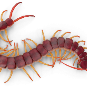 Centipede PNG