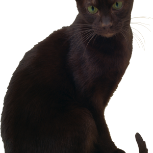 Cat PNG