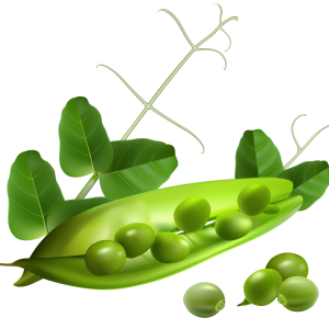 Pea PNG