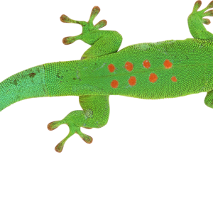 Gecko PNG