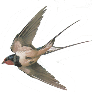 Swallow PNG