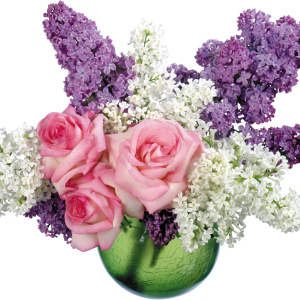 Lilac PNG