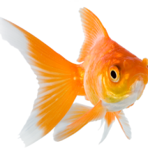 Goldfish PNG