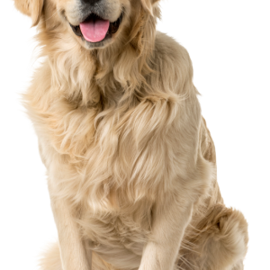 Labrador Retriever PNG