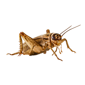 Cricket insect PNG