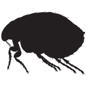 Flea PNG