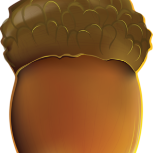 Acorn PNG image, free, acorns