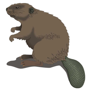 Beaver PNG