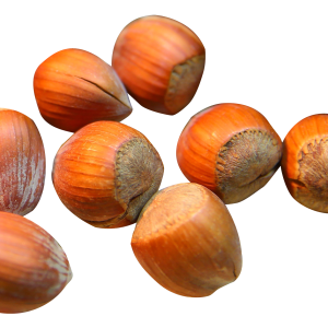hazelnut PNG