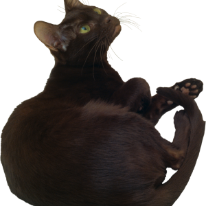 Cat wondering PNG picture