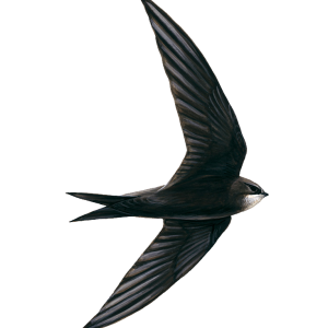 Swallow PNG