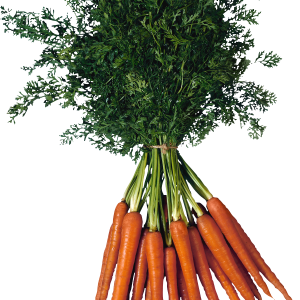 Carrot PNG image