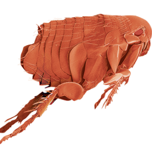 Flea PNG