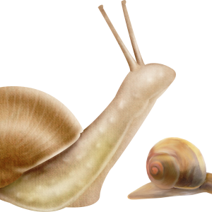 Snail PNG