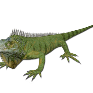 Iguana PNG