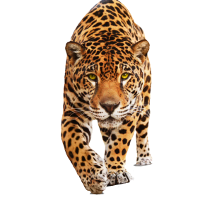 Jaguar PNG