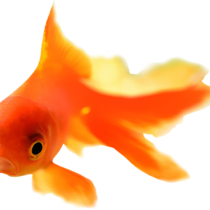 Goldfish PNG