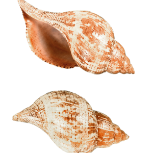 Seashell PNG