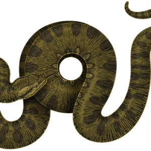 Anaconda PNG