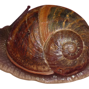 Snail PNG