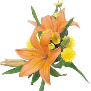 Lilium PNG