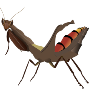 Mantis PNG