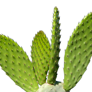 Cactus PNG image