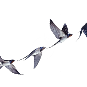 Swallows PNG