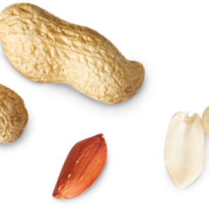 Peanut PNG